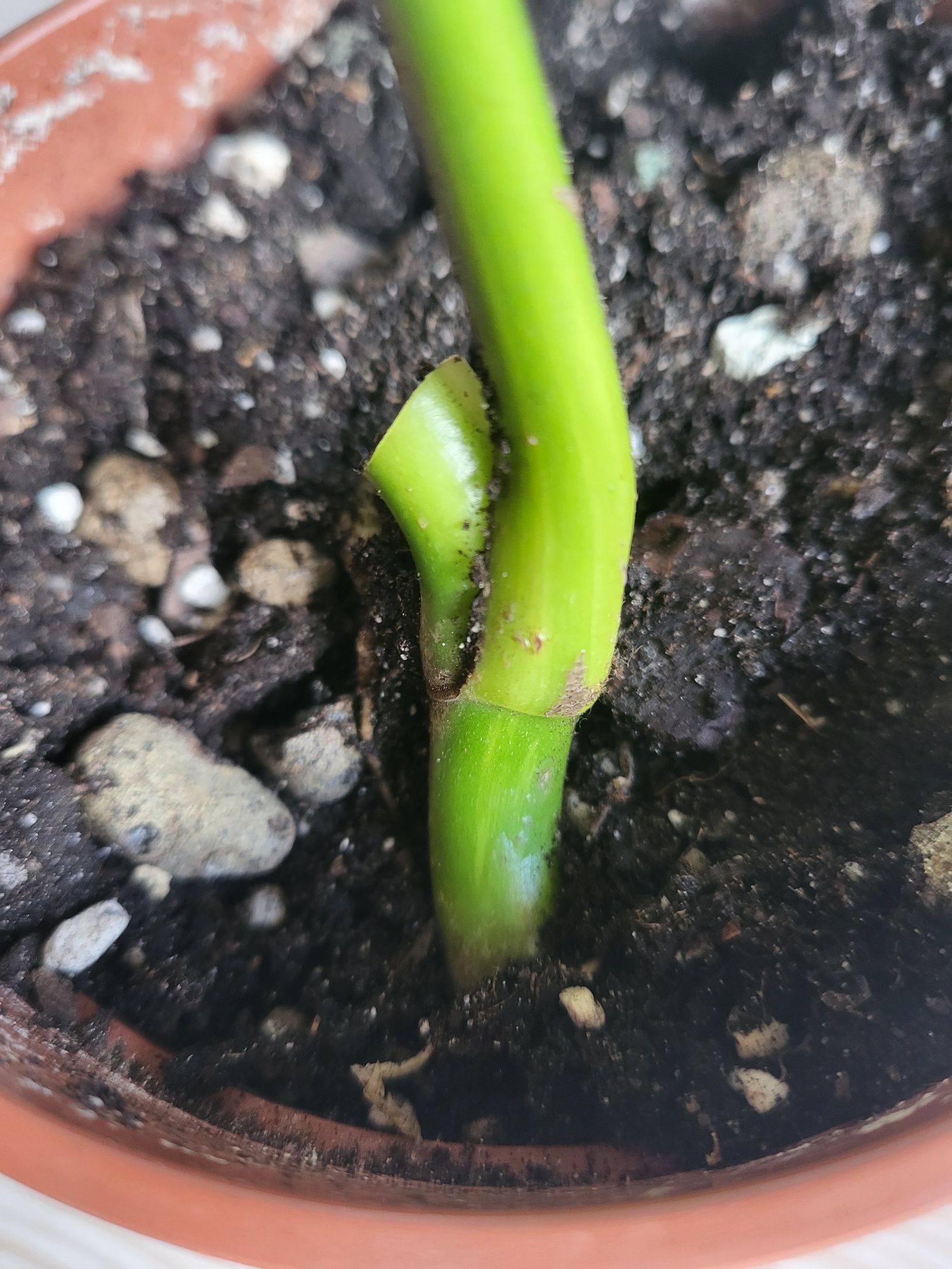 Monstera marmorata