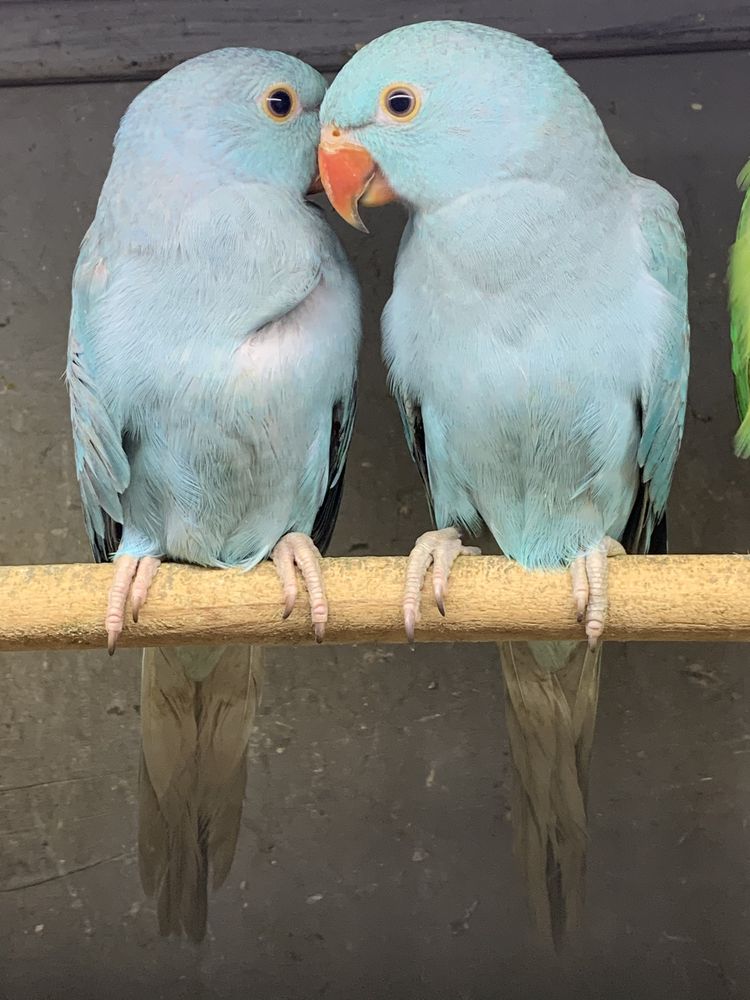 Синие редкие ожереловые попугаи