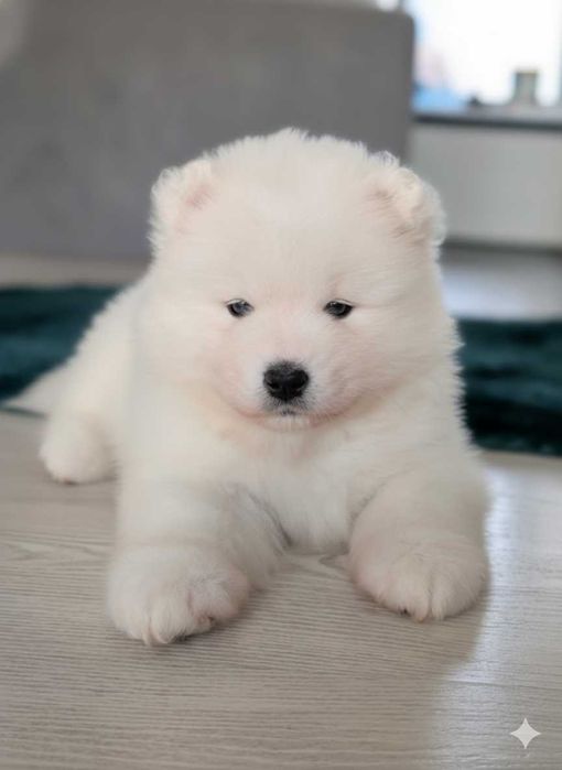 samoyed, suczka, szczeniak, odbiór koniec listopada, Sesto Senso FCi