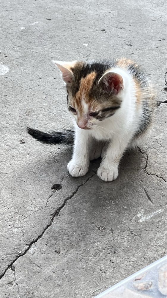 Відамо котиків в добрі руки