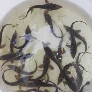 Jesiotr zarybieniowy, obsadowy, narybek