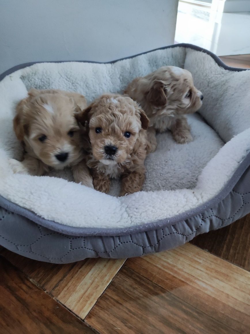Maltipoo F1 cudne szczenię