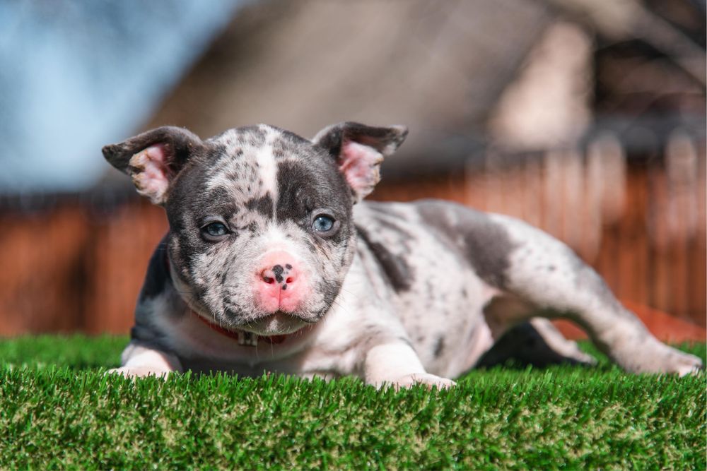 Нереально крутезна анатомія ! Буллята в типі Покет !