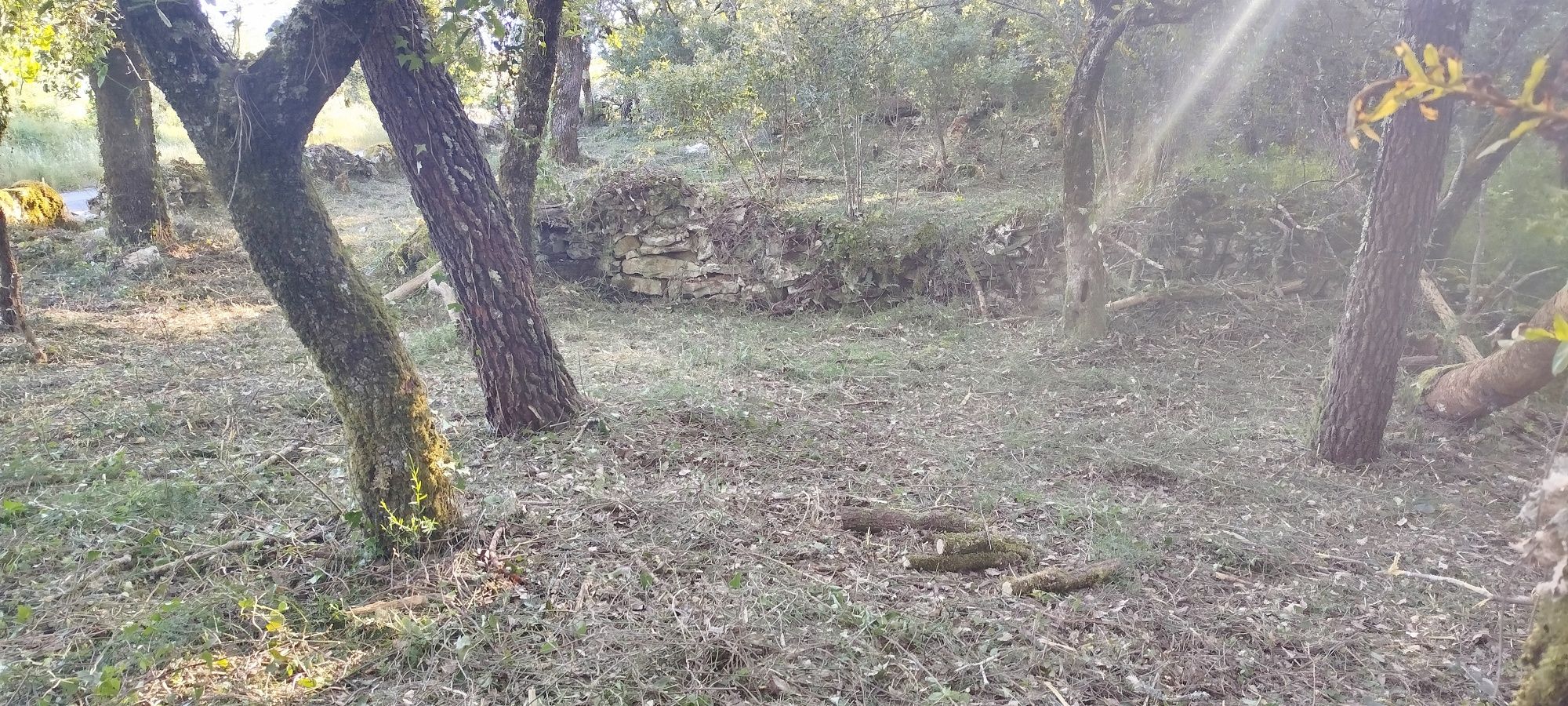 Limpeza de terrenos