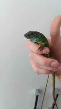 Продам зелених ящерец