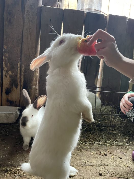 Кролики різні породи