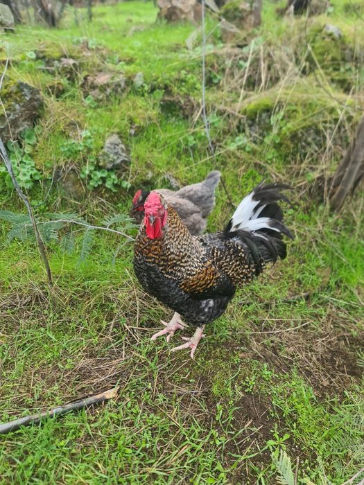 Galo Pedrez com 2 anos – Excelente Reprodutor e Muito Cuidadoso