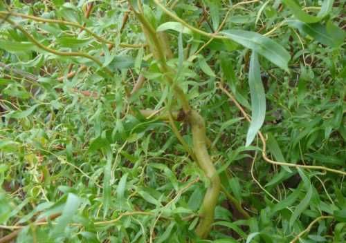 Саджанці декоративних рослин.  Сакура,  декоративний квітучий мигдаль