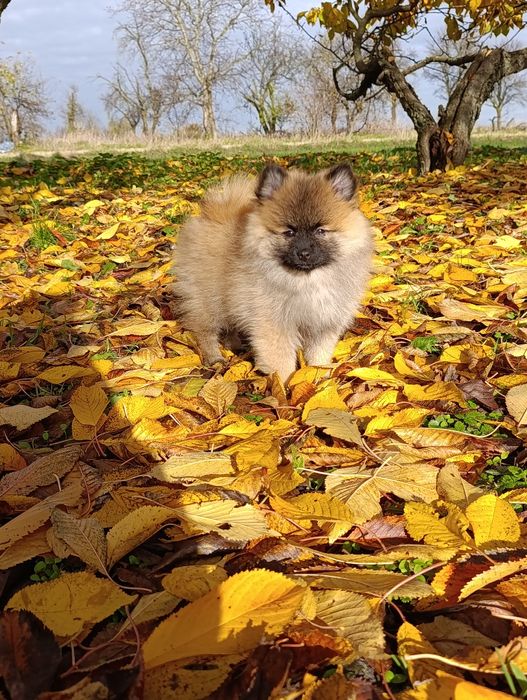 Szpic miniaturowy sunia