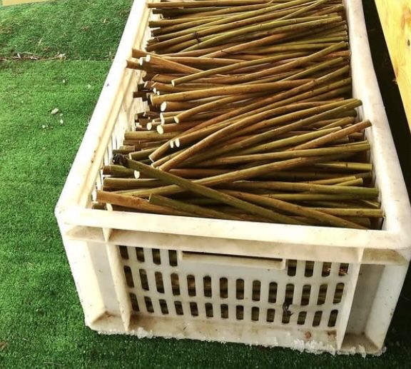 Сортовая Ива для плетения