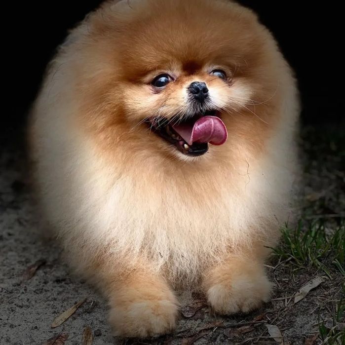 Вязка! Померанский шпиц!  КСУ