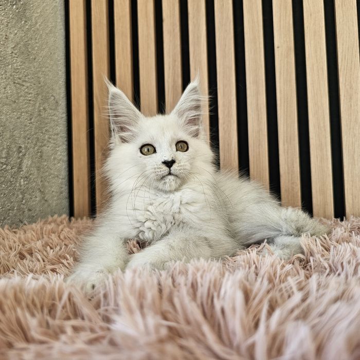 Kocurek  Maine coon rodowód fpl FIFe hodowlany do hodowli