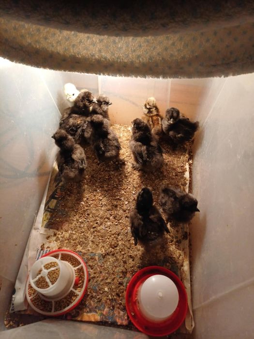 Kurczaki kurczeta Silki różne kolory Silka