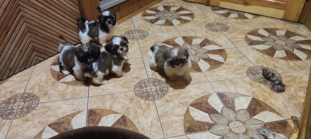 Shih tzu sprzedam tricolor