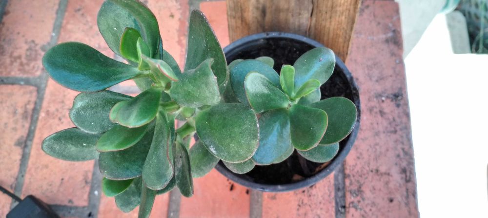 Suculenta Planta-Jade