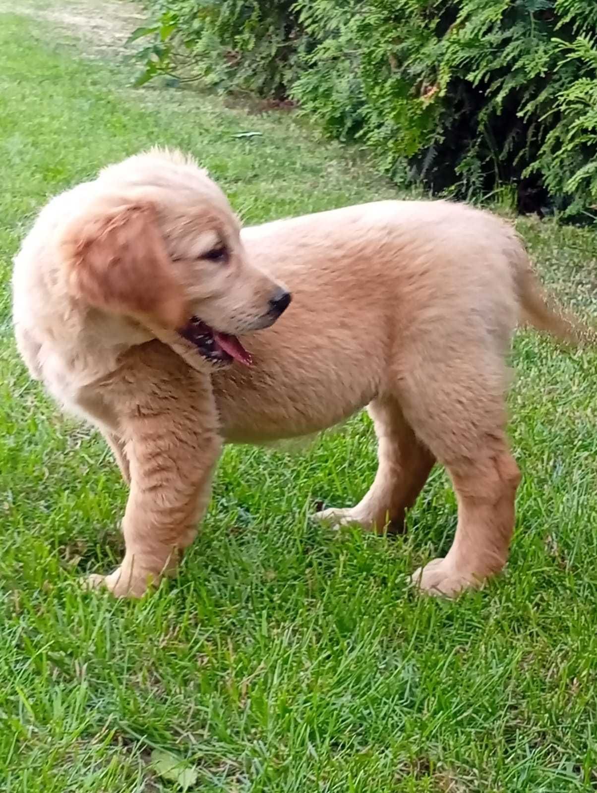 Szczenię golden retriever do odbioru
