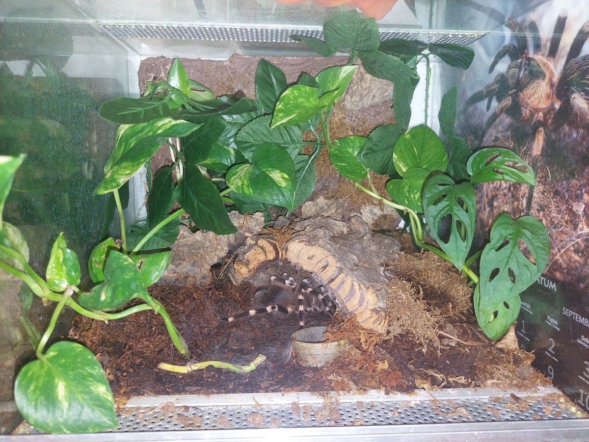 Terrarium z ptasznikiem