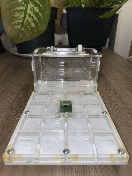 Formikarium dla mrówek