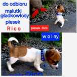 Maluśki !!! GŁADKOWŁOSY krótkie nóżki RODZICE W HODOWLI do odbioru