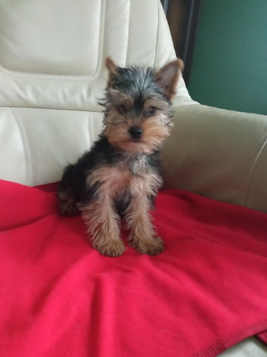 Yorkshire terrier - piesek