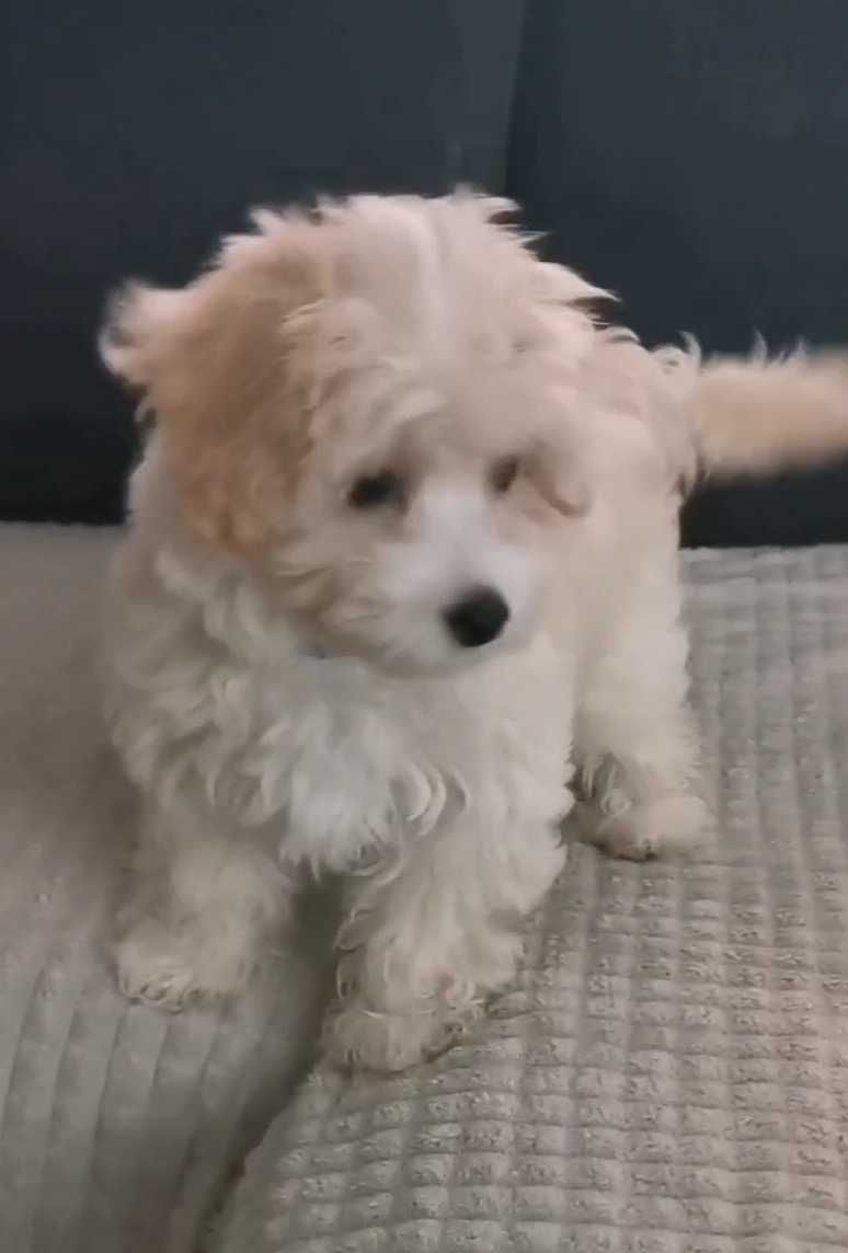 Drobna sunia Maltipoo