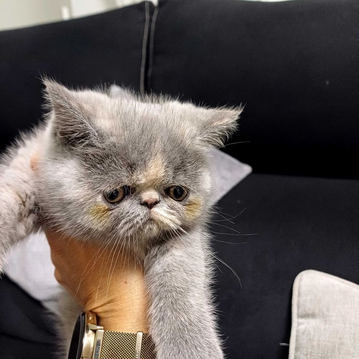 Persa exótico fêmea