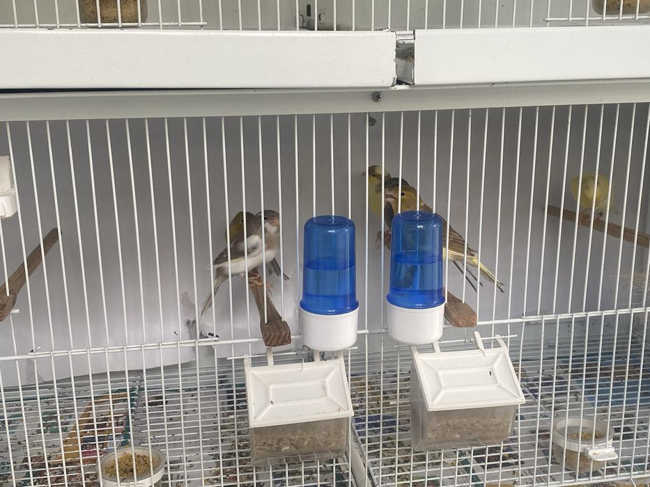 Canarios timbrados espanhol