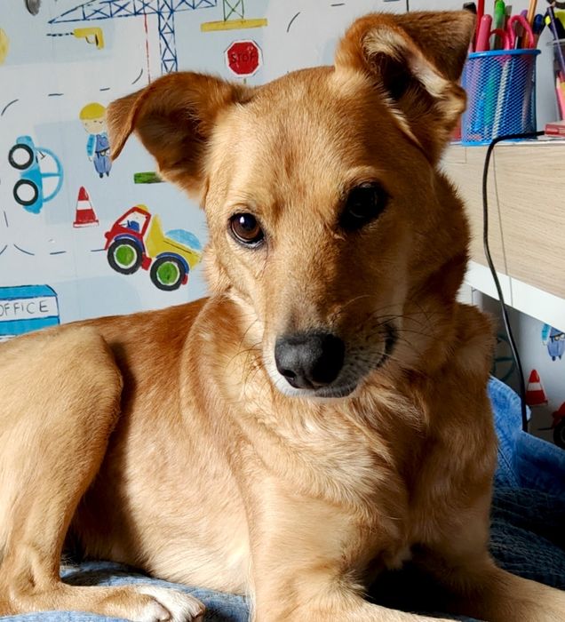 Marusia piękna suczka do adopcji