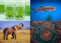Explicações/Preparação para Exames Nacionais de Biologia e Geologia