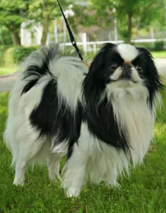 Выгул собак  мелких пород