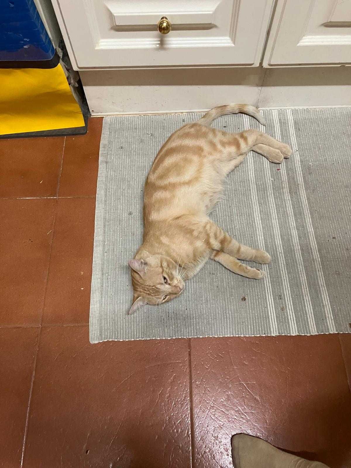 Gato adulto para adoção consciente
