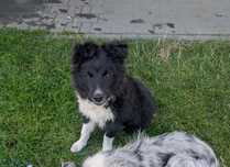 Sprzedam Border collie psa z rodowodem