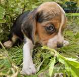 Suczka Beagle szczenięta