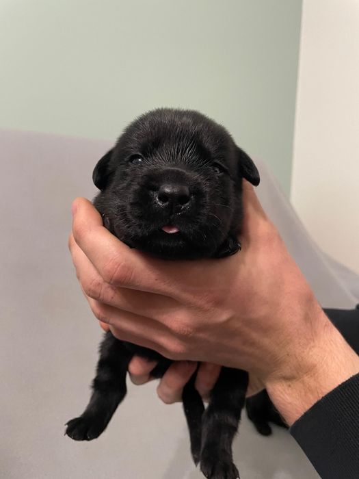 Szczeniak Labradora czarny