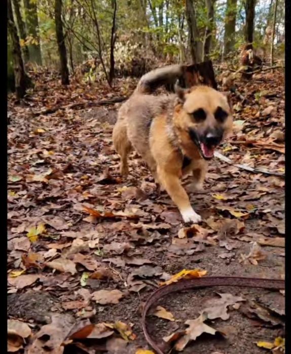 Mikro Funcik czeka na dom