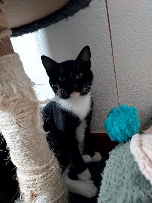 Gatinha para adoção