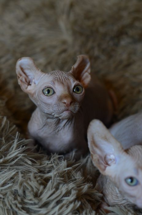 Канадский сфинкс. Эльф