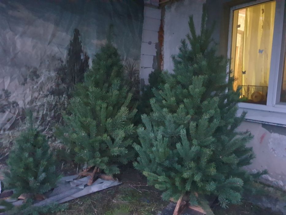 новорічна збірна сосна