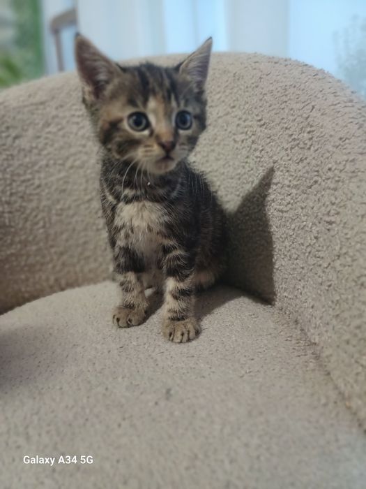 Віддам в добрі руки кошеня