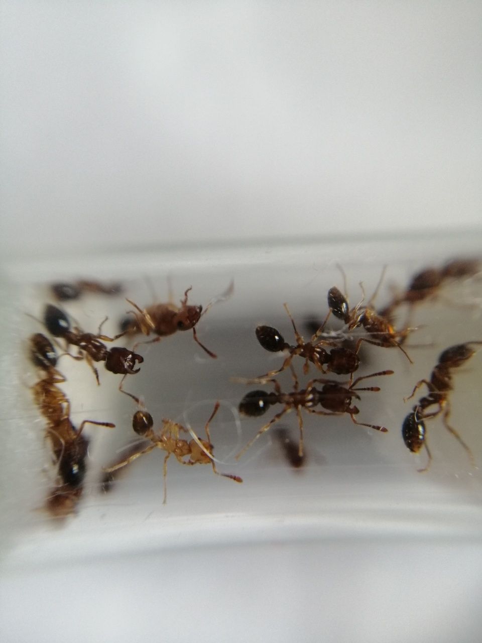 Tetramorium bicarinatum kolonia mrówek