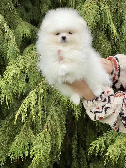 Szpic  sliczny samiec