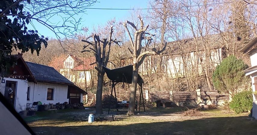 Wycinka drzew mulczowanie rębak