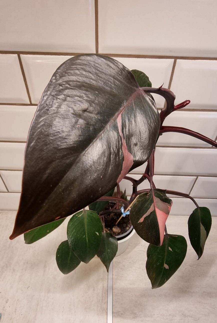 Philodendron Pink Princess roślina kolekcjonerska filodendron