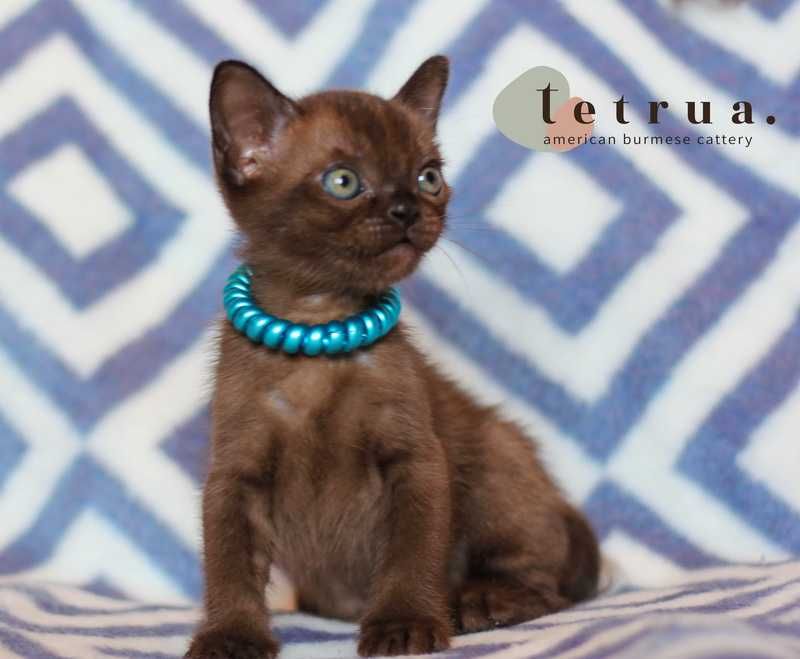 Американская бурма!!!