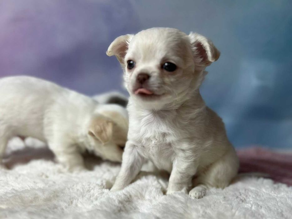 CZAKRA Suczka długowłosa Chihuahua biała szczeniak