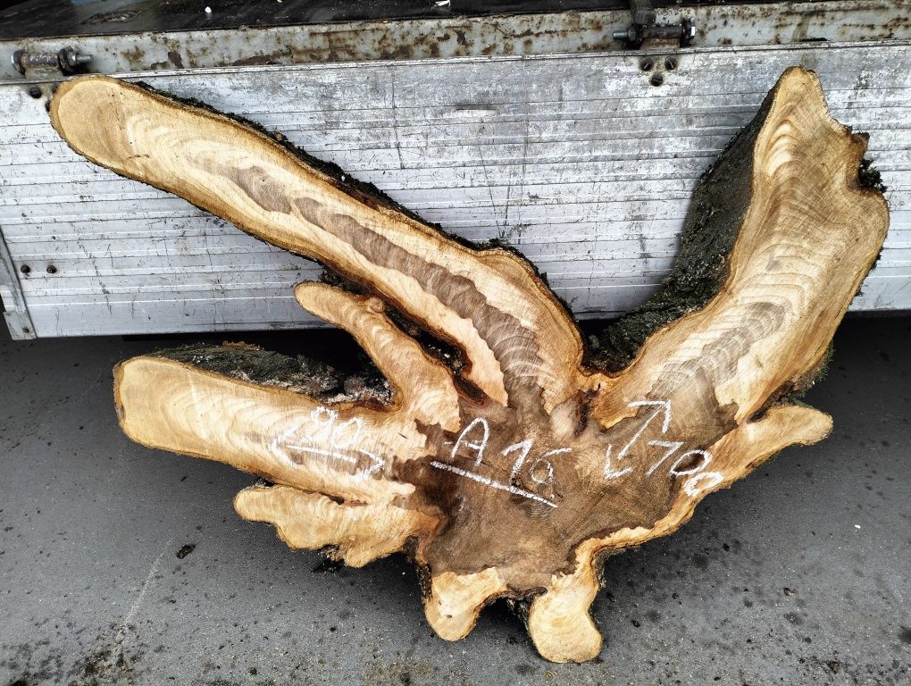 Plaster wiąz z czeczotą bardzo duże korzeń wiąz