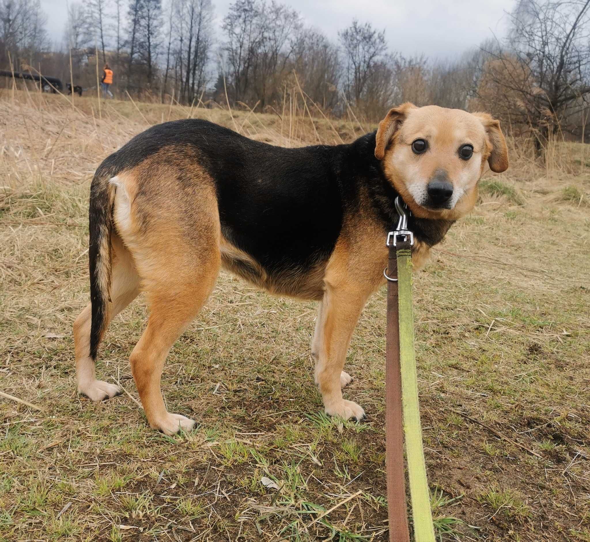 Tina - wystraszona piękna, młoda sunia ze schroniska!