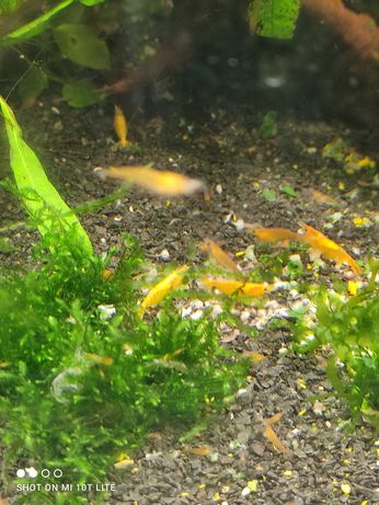 Krewetki akwariowe  Orange