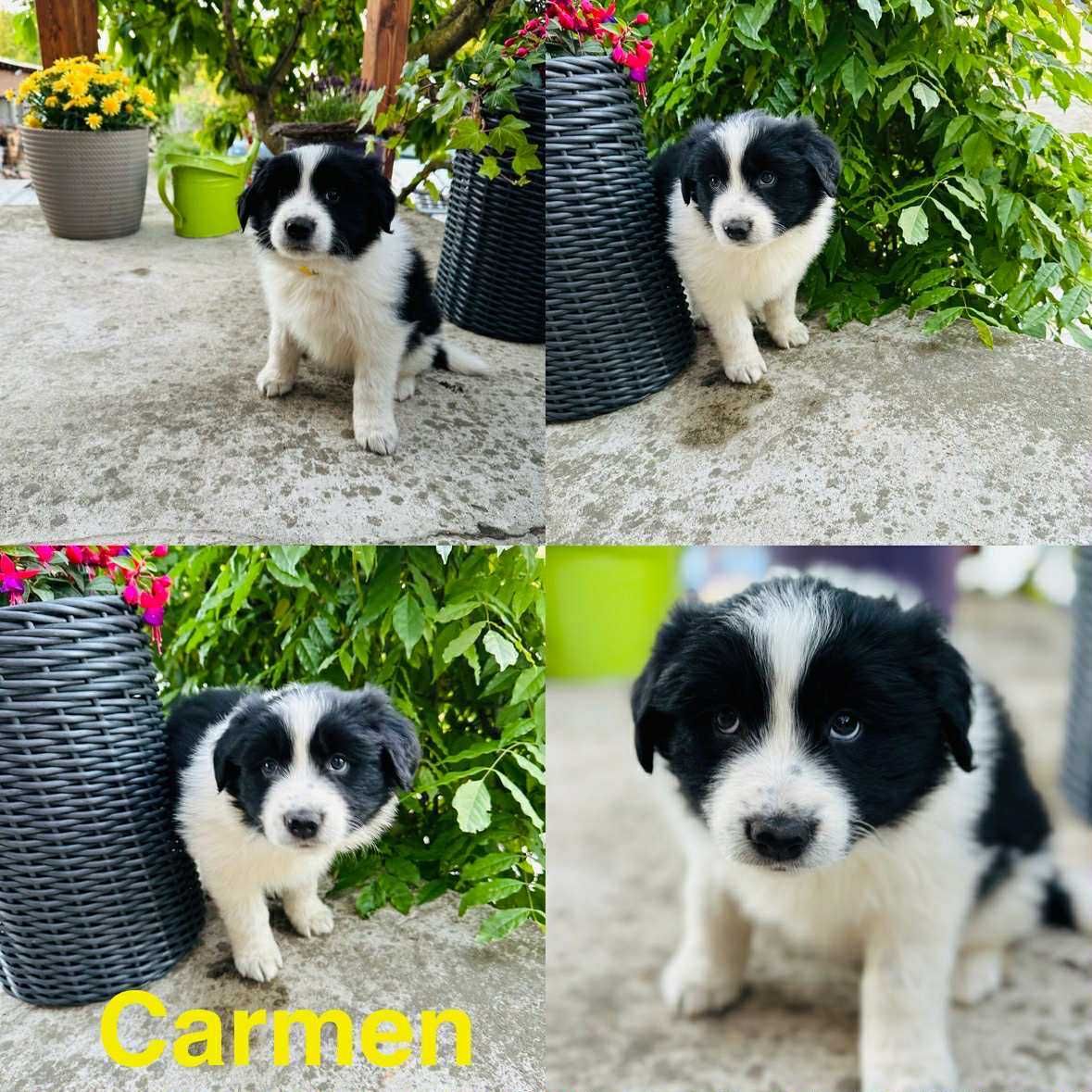 Border Collie szczeniak