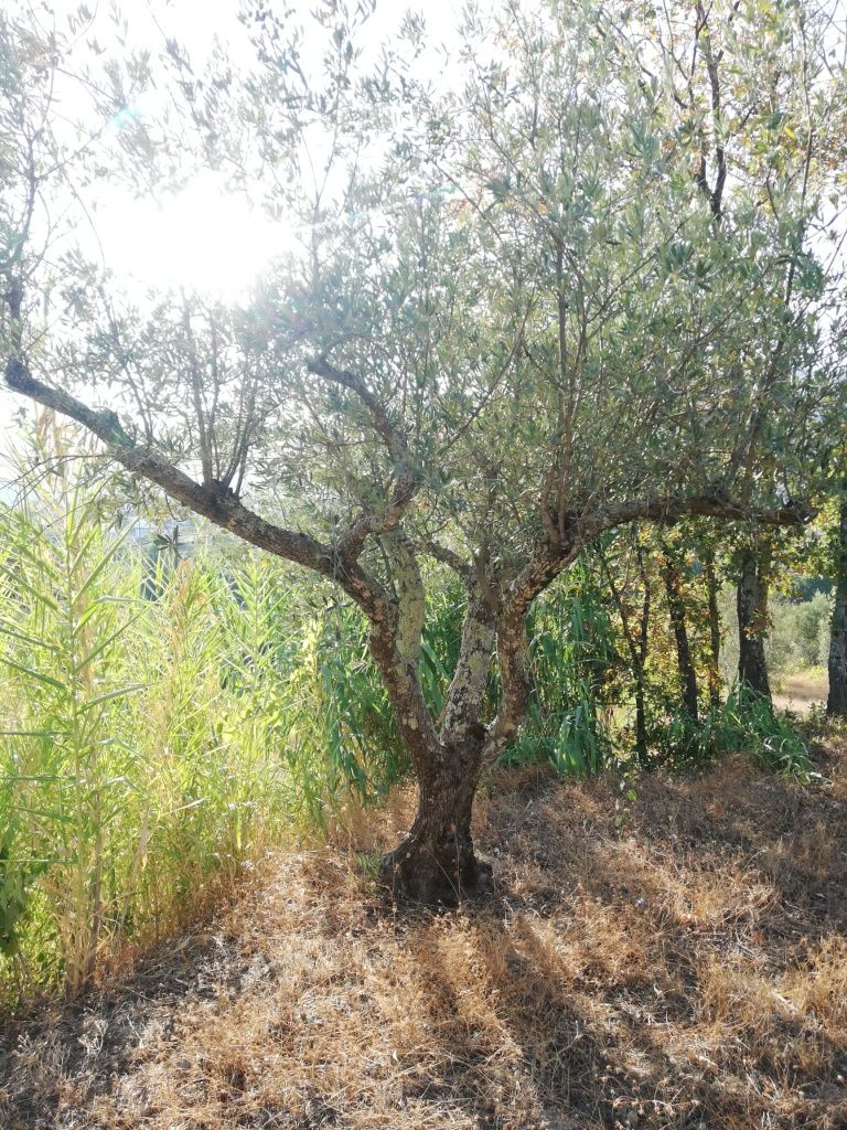 Oliveiras centenarias